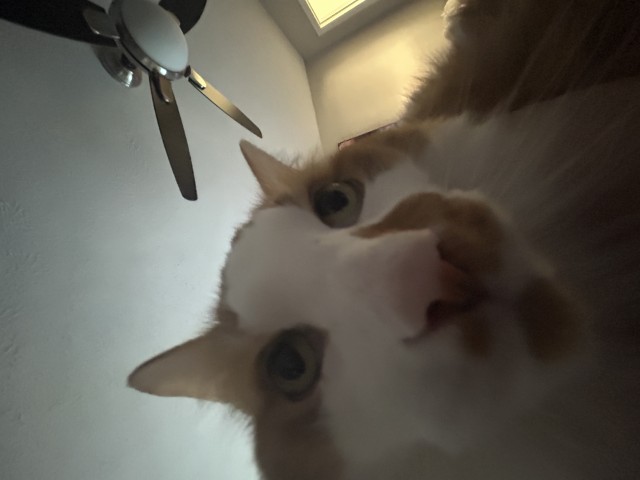 Fisheye lense photo of an orange and white cat close to the camera.